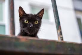 Cancer in cats is the leading cause of death among cats. All The Amazing Things Your Dog Or Cat Can Sense