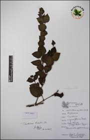 Image result for Canthium oligocarpum