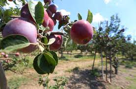 These dwarf fruit tree selections offer a smaller, more compact form tree, without compromising it's fruit quality. Master Gardener Explaining Low Chill Fruit Trees How To Grow Almonds San Bernardino Sun