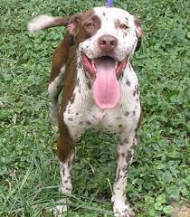 Maybe you would like to learn more about one of these? German Shorthaired Pointer Mix With Pitbull Petfinder