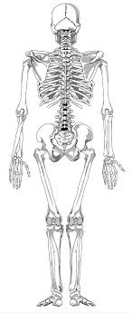 Human skeleton back bones photos and images. Human Skeleton Back Full Page Bw Medical Anatomy Bones Skeletons Human Skeleton Back Full Page Bw Png Html