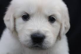 We have also partnered with a breeder in new york to bring puppies to the houston area to keep up with our demand and provide our texas cream families with the same. Golden Retriever Puppy Photos