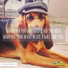 Your balance will be due + 6% ky tax upon pickup at around 7 weeks old. Bloodhound Motto Bloodhound Bloodhound Dogs Bloodhound Puppies