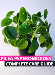 Pilea Peperomioides Care Money Plant Care Chinese Money Plant Care Plant Care Houseplant
