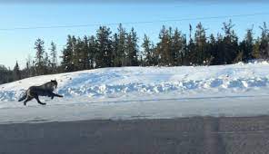 Woman Films Encounter With Wild Wolves Running Along A Highway In Canada Wolf Running Nature Animals Wildlife Photography