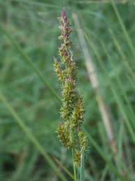 Image result for Echinochloa ugandensis