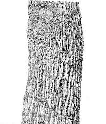 Image result for Combretum collinum