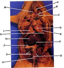 Pig Diagram Label Catalogue Of Schemas