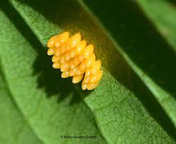 Most adults live 1 year in that time can eat 5,000 aphids. Can Lady Beetle Larvae Eat Aphids Bug Squad Anr Blogs