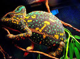 Reptiles Photo Female Veiled Chameleon Non Receptive Yet Beautiful Colors Veiled Chameleon Chameleon Reptiles