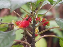 Image result for Impatiens niamniamensis