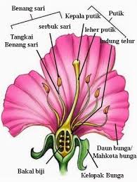 Lalu sebaliknya, bila bunga tidak mempunyai salah satu dari kelengkapan bunga, maka bunga itu bisa di golongkan menjadi tumbuhan bunga tak sempurna. Halaman Download Gambar Bunga Sempurna Beserta Bagian Bagiannya All About Sci