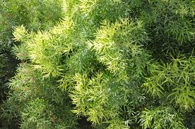 Image result for Afrocarpus