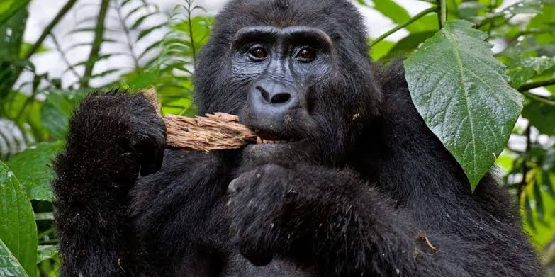 4 Days Rwanda Gorilla & Cultural Safari Gallery