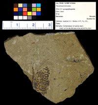 Image result for Rhytachne robusta