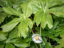 Image result for Podophyllum  peltatum