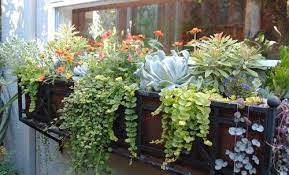 With lots of bright sunlight, windows are the best place to grow succulents! 10 Succulent Window Box Ideas In 2021 Window Box Plants Succulent Planters Box Window Box