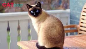 An indoor cat will not be used to roads or cars, or any people or wildlife it encounters. How Long Do Siamese Cats Live Cat Beep
