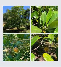 Image result for Craterosiphon quarrei