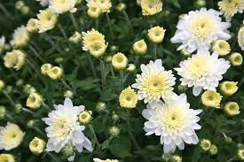 Each bee house also comes with a card that has been beautifully illustrated by brisbane artist, ingrid bartkowiak with information about caring for your new. Some Selections Of Mums Attract Wildlife Including Butterflies And Bees Mums The Word Plants The Selection