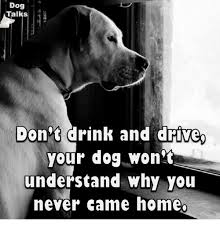 Driving Memes And Drive Dog Talks Don T Drink And Drive Your Dog Won Ta Understand Why You Never Came Homeo Dont Drink And Drive Your Dog Dogs