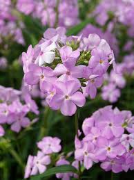 Planting perennials and shrubs deer don't like to eat may be your best bet to cope with this problem. Phlox Amethyst Pearl Bluestone Perennials