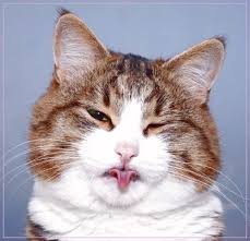 Top 100 all time best anime wallpapers for wallpaper engine. Gambar Kucing Lucu Gambar Kucing Lucu Kucing Lucu Kucing