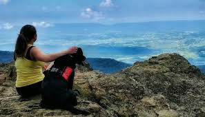 A little angels service dog costs our organization an average of $38,000 to train and place. Cascade Service Dogs Training Service Dogs For The Greater Seattle Area