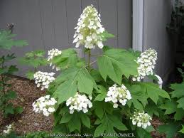 Image result for Hydrangea quercifolia