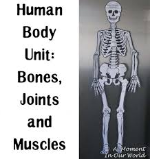 Related posts of neck bones and muscles pictures inside of arm muscle and bone. Human Body Bones Joints And Muscles Simple Living Creative Learning