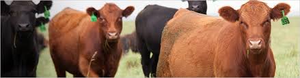 livestock futures and options cme group