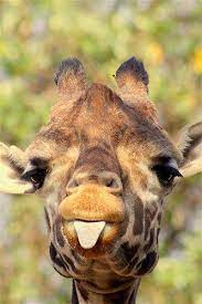 Giraffes have extremely long tongues. Pin By Jacques Polome On Projects To Try Cute Animals Cute Giraffe Animals Beautiful