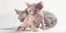 Sphynx / Hairless Cat Cat Breed Profile | Petfinder