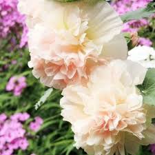 Hollyhock Seeds Majorette Double Champagne Hollyhock Hollyhocks Flowers Flower Seeds Online
