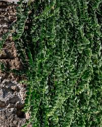 Image result for Caperonia serrata