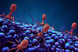 Occasionally work as a sound caster for vietnam esporttv. Engineered Viruses Could Fight Drug Resistance Mit News Massachusetts Institute Of Technology