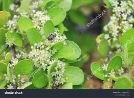 Image result for Gymnosporia