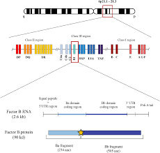 Image result for Major Histocompatibility Complex