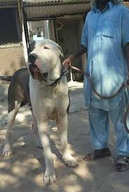Pin By Sabourin Mathilde On Molosos Giant Dogs Dogs Dog Breeds