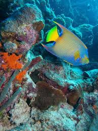 Queen Angelfish Holacanthus Ciliaris Bonaire Animali Marini Animali Pesce Tropicale