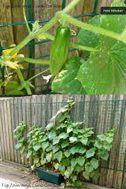 Grow Cucumbers Against A Fence In A Planter Website Has Good Tips Growingcucumbersinpots Growing Cucumbers Growing Vegetables Cucumber Plant