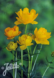 We did not find results for: Jelitto Perennial Seed Trollius Chinensis Morning Sun Portion S