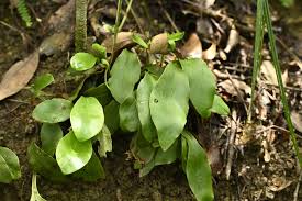 Image result for Loxogramme