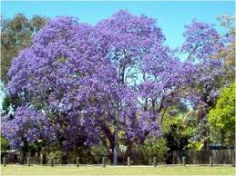The california golden poppy bloom as weeds and can be seen all over the state. Flamboyan Tree From Puerto Rico Jacaranda Tree Flowering Trees Purple Flowering Tree