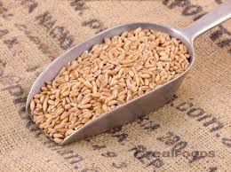 Organic Spelt Grain From Real Foods Buy Bulk Wholesale Online