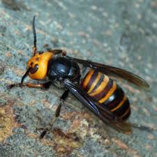 5 Questions Answered What Are Murder Hornets And Are They Really Dangerous We have charlotte hornets merchandise and clothing for all fans like hornets hats and snapbacks.