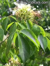 Image result for Crateva