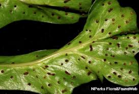 Image result for Microsorum punctatum