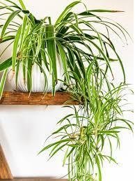 What kind of environment would be required to sustain a sizable population of giant spiders? Learn About The Care Of Spider Plants