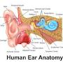 Premium Ear Care (Microsuction Ear Wax Removal) from www.justears.co.uk